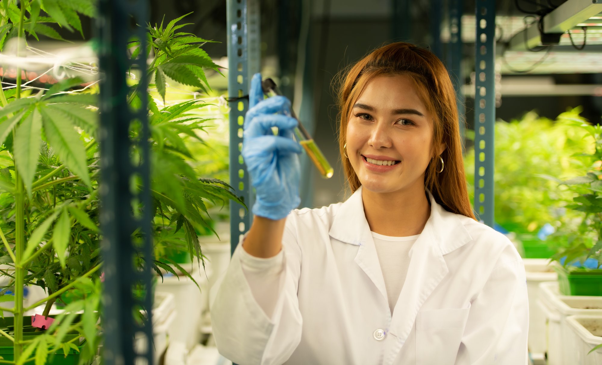 scientist-at-cannabis-farm-with-extracted-cannabis-2023-11-27-05-11-00-utc (1)